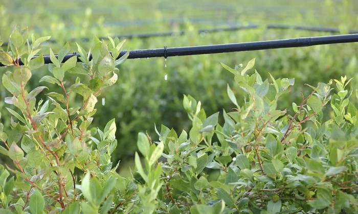 How much water do blueberry plants need