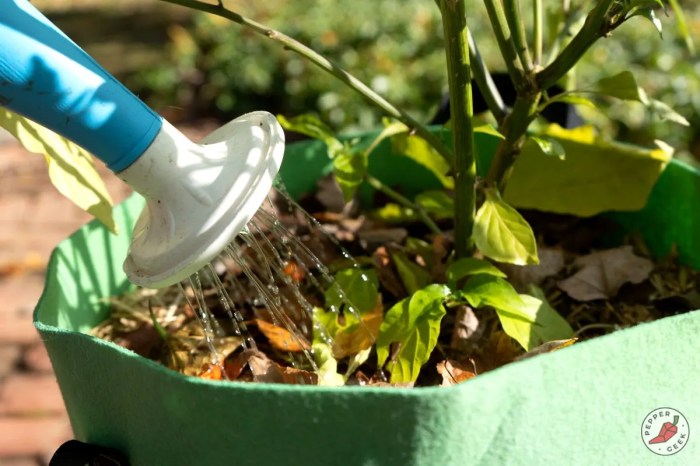 How much to water pepper plants