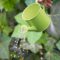 How Often to Water Ivy Plant