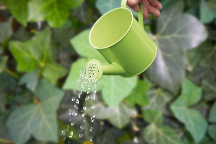 How often to water ivy plant