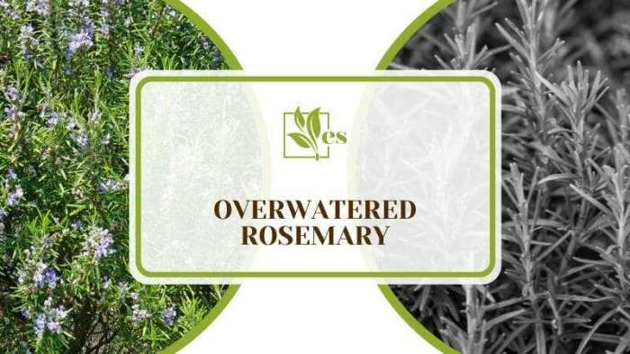 How often to water a rosemary plant