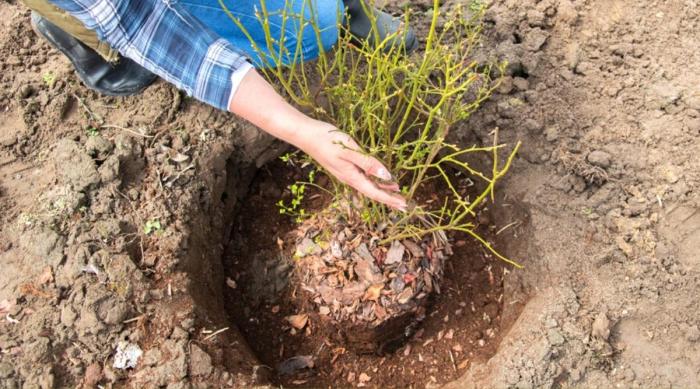 How much water does a blueberry plant need