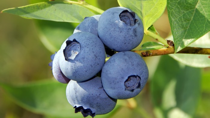 How much water does a blueberry plant need