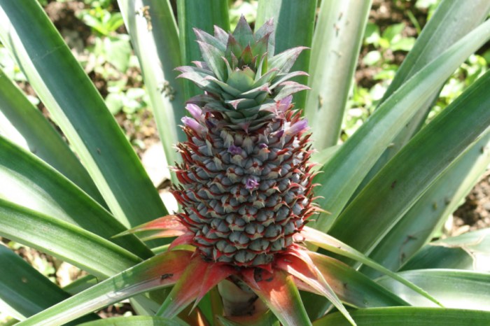 How much water does a pineapple plant need