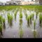 Why Is Rice Planted in Water?