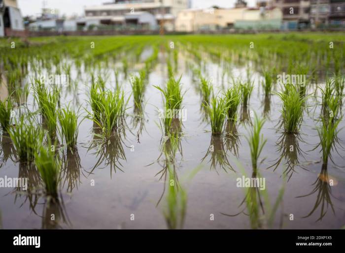 Why is rice planted in water