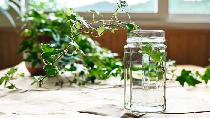 How often to water ivy plant