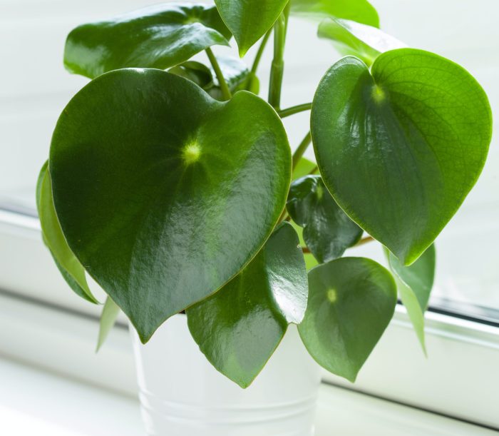 How often should i water my indoor plants