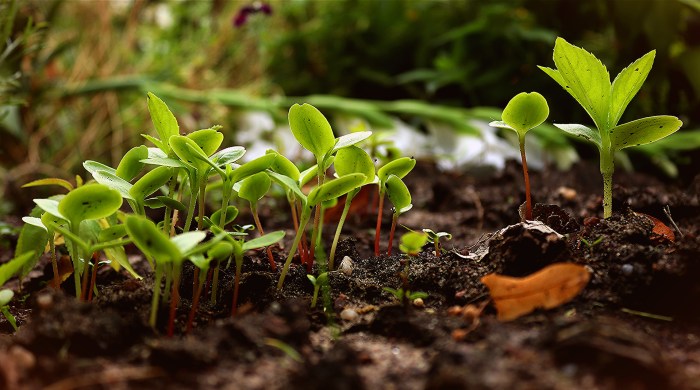 Do plants absorb water through their leaves