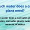 How Much Water Does a Cannabis Plant Need?