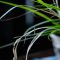 When to Water Spider Plants