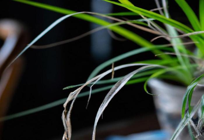 When to water spider plant