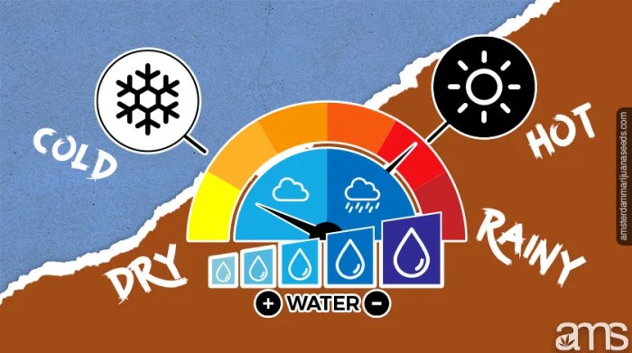 How much water does one cannabis plant need