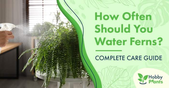 How much should you water plants