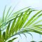 How to Water a Palm Plant