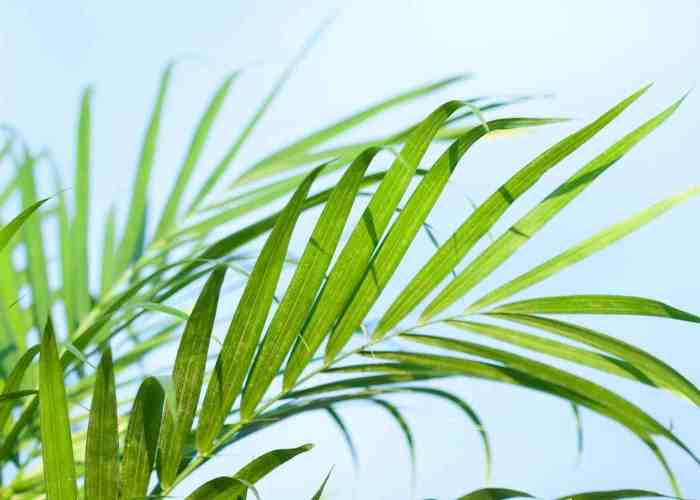 How to water a palm plant