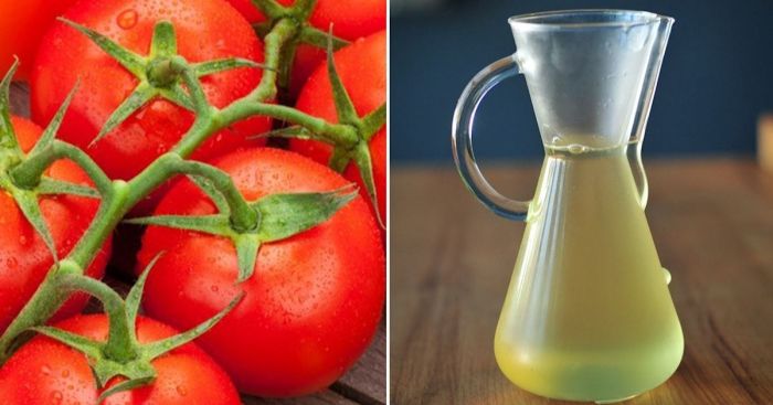 How much should you water tomato plants