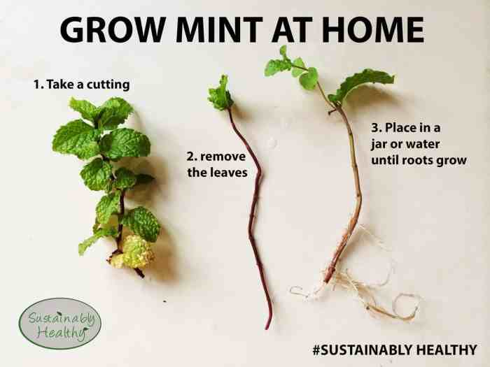 How often water mint plant