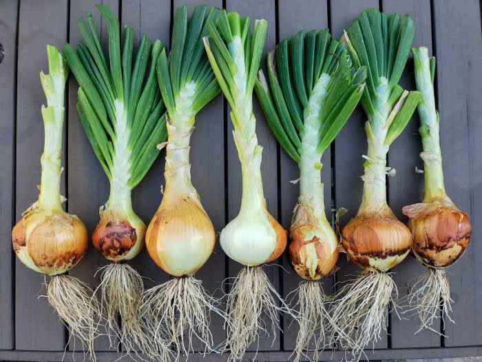 How much water do onion plants need