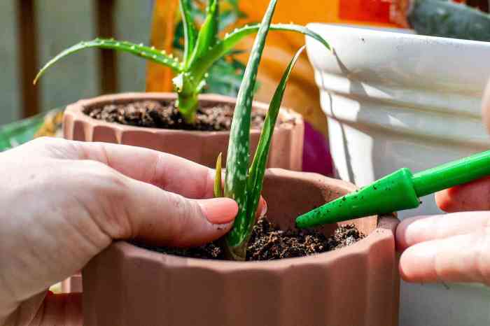 Can you root aloe vera plant in water