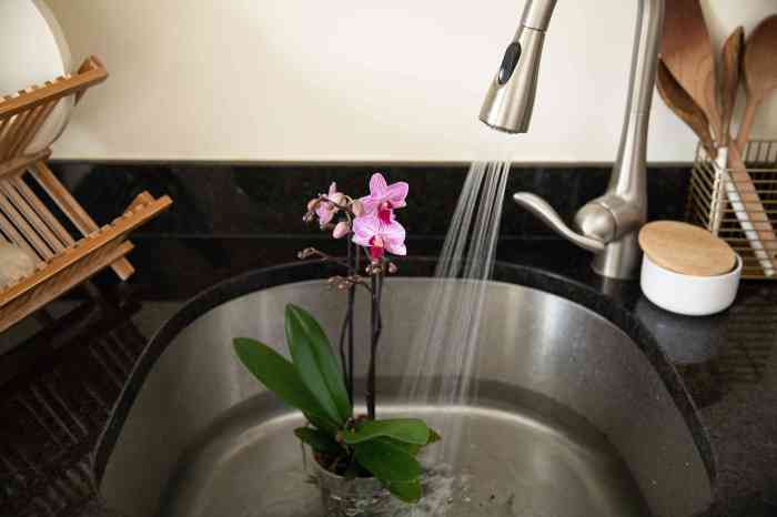 How to water orchid plants indoors