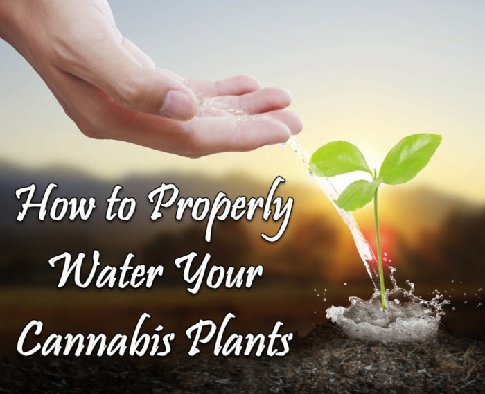 When to water your weed plants