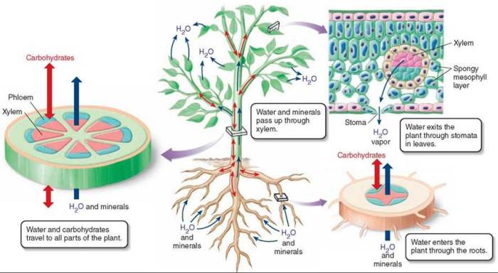 Transport apoplast intercellular atmosphere tension evaporates develops continuous