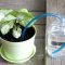 How Much Water Do Potted Plants Need?