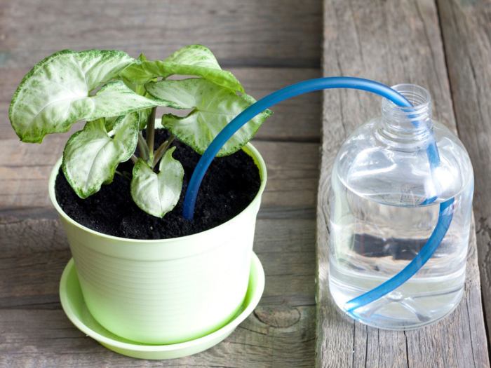 How much water do potted plants need