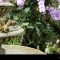 What Plants to Put Around a Water Fountain