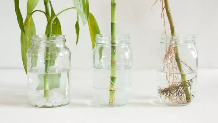 How to plant lucky bamboo in water