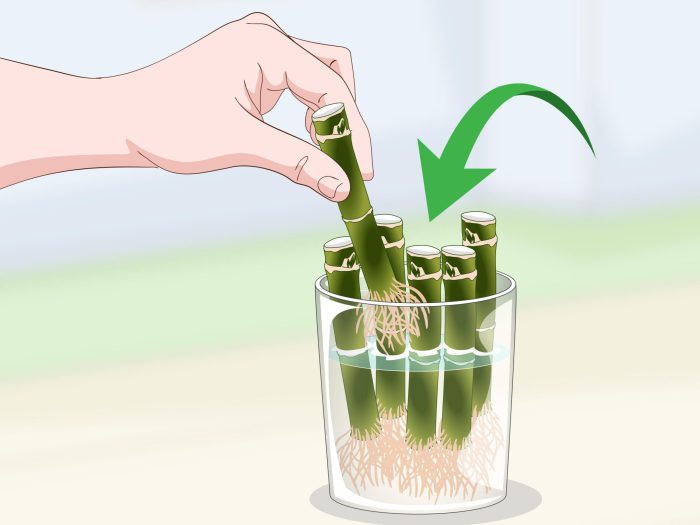 Can bamboo plants grow in water