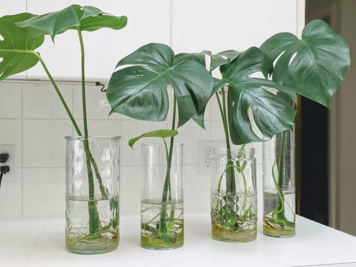 What plants can be propagated in water