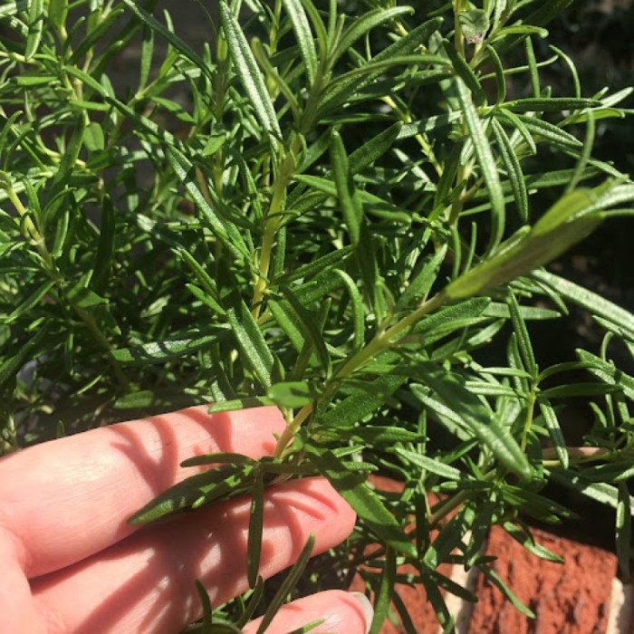 How often to water a rosemary plant