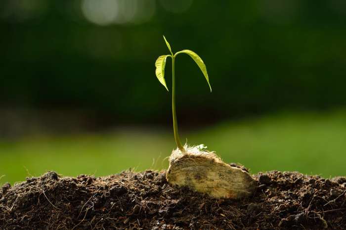 How to plant a mango seed in water