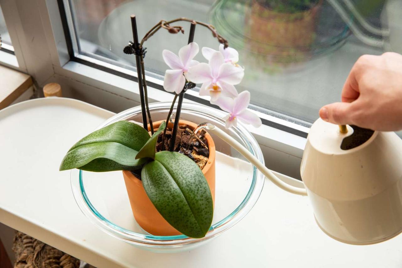 Orchids watering water orchid way right correctly guide plant