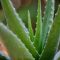 Do Aloe Vera Plants Need Water?