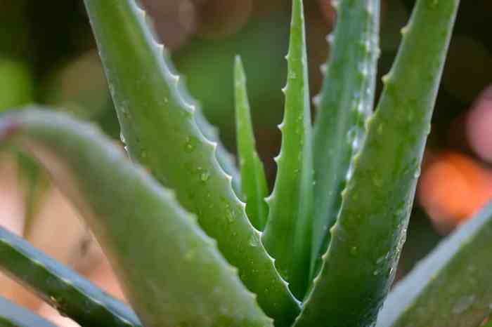 Do aloe vera plants need water