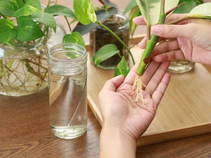 What plants can be propagated in water