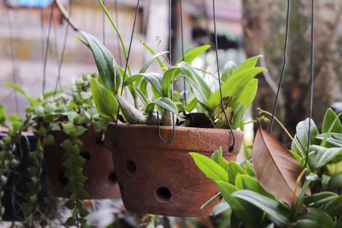 Houseplants watering expert