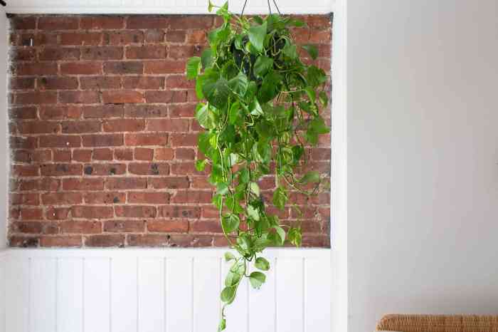 How often to water pothos plant