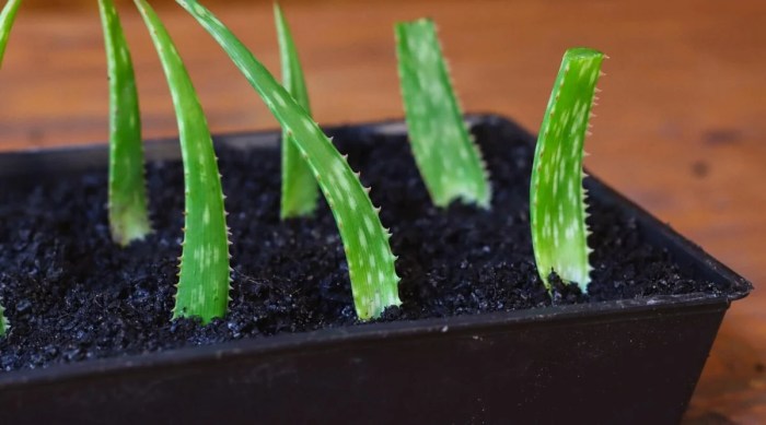 Can you root aloe vera plant in water