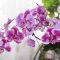 How to Water Orchid Plants Indoors