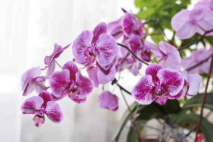 How to water orchid plants indoors