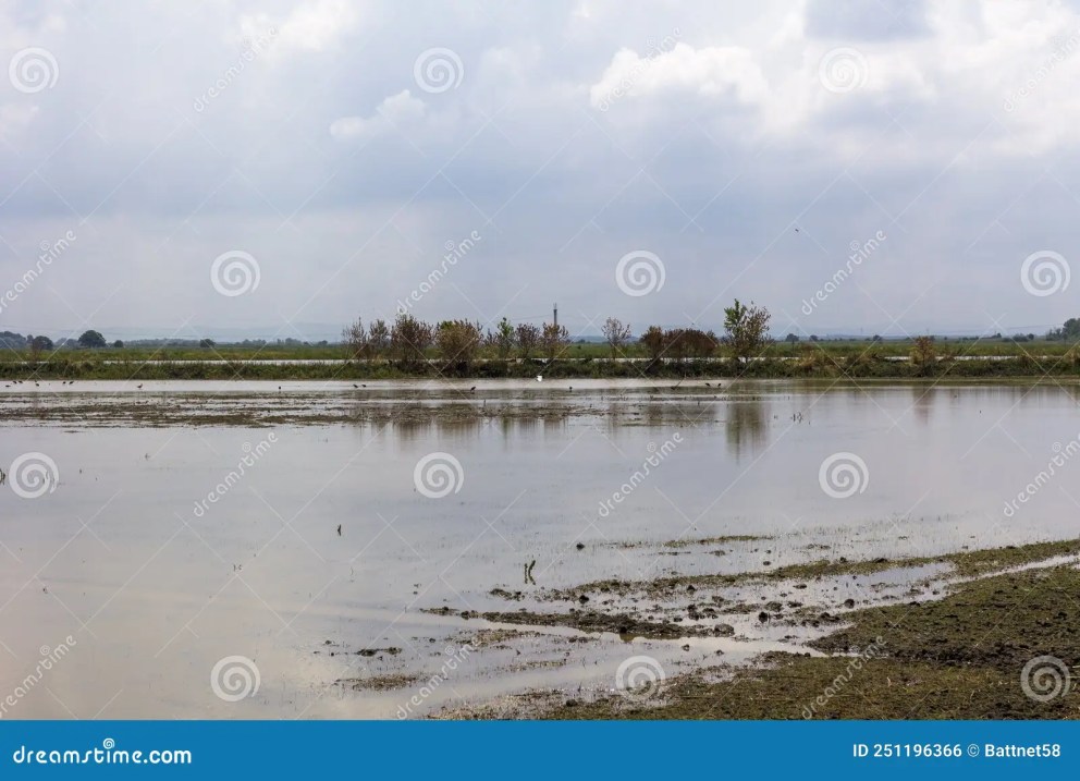 Why is rice planted in water