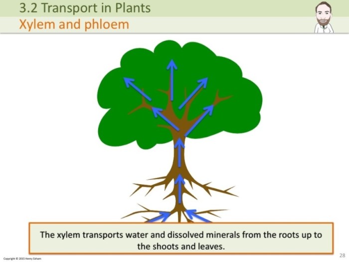 How does water help plants