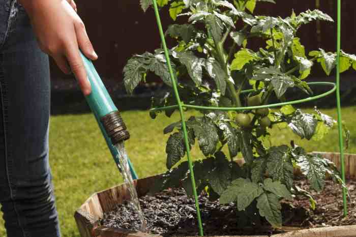 How much should you water tomato plants