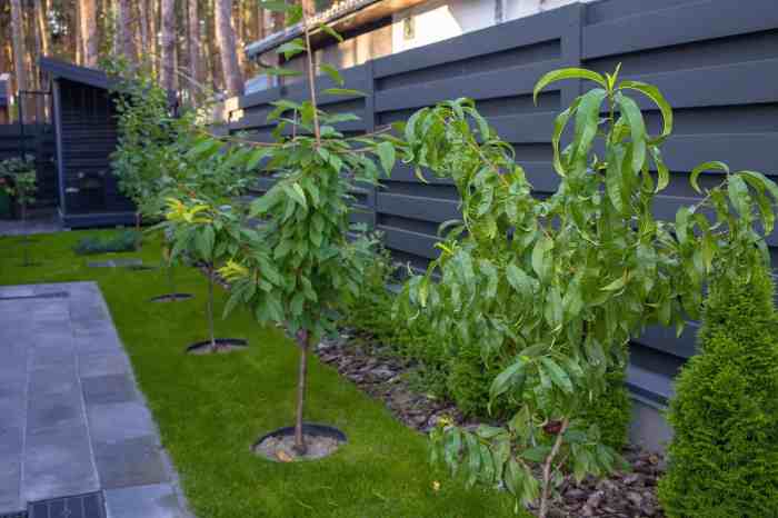 How much water for a newly planted tree