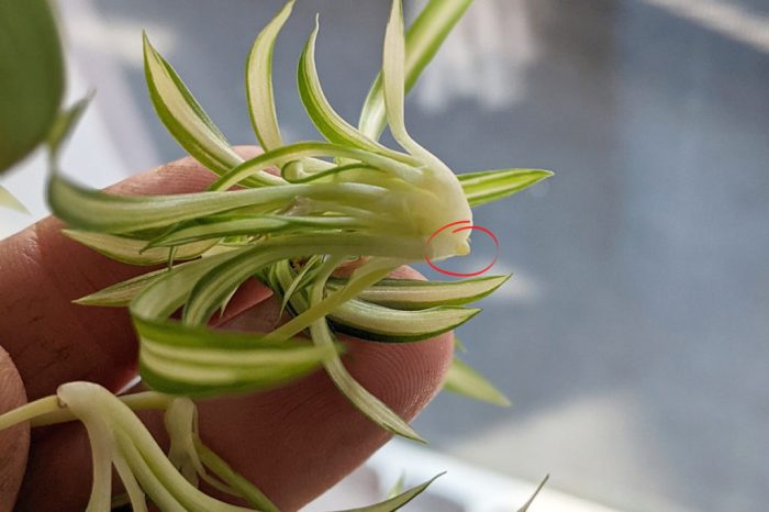 How to propagate a spider plant in water