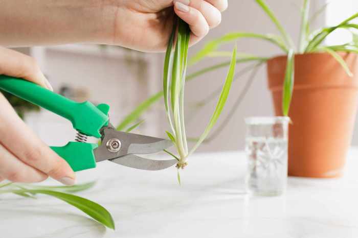 How to grow a spider plant in water